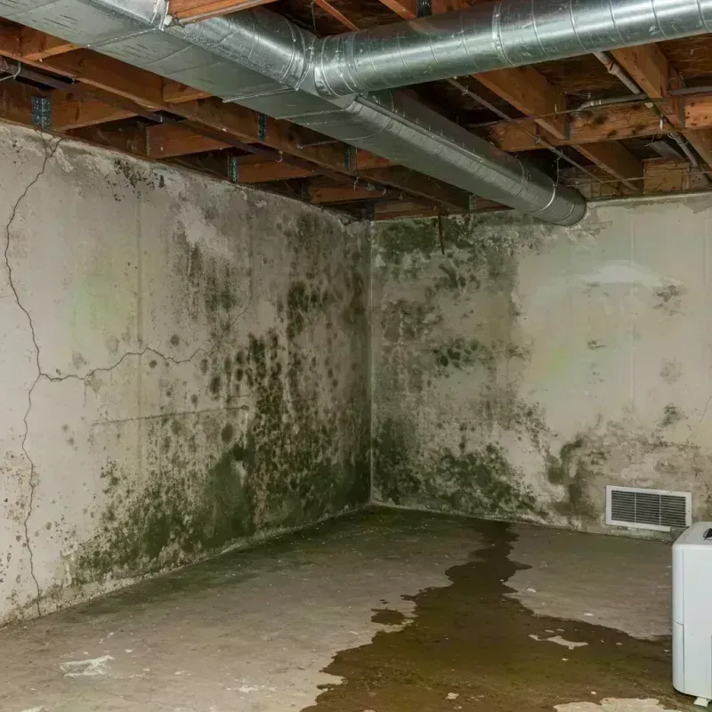 Professional Mold Removal in Bourbon, MO